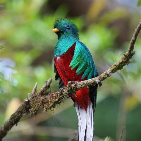 The Quetzal Bird The Mixed Culture