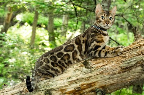 Please call to inquire $325. Bengal Kittens & Cats for Sale | Wild & Sweet Bengals