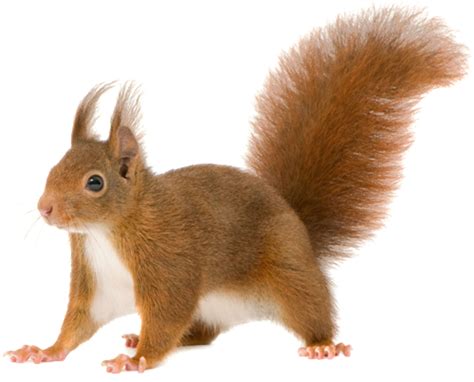 Squirrel Png Transparent Image Download Size 500x404px