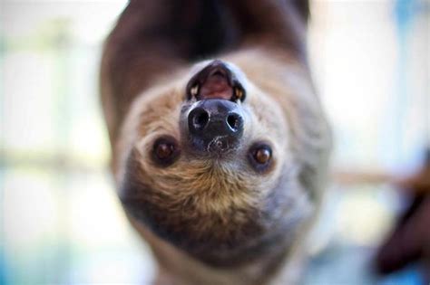 The Sloth Captive Husbandry Center is home to the largest captive