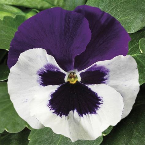 Viola X Wittrockiana Colossus™ White Wpurple Wing Pansy Garden