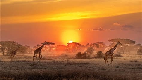 Africa Giraffe Savannah Sunrise Wildlife Hd African