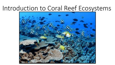 Introduction To Coral Reef Ecosystems