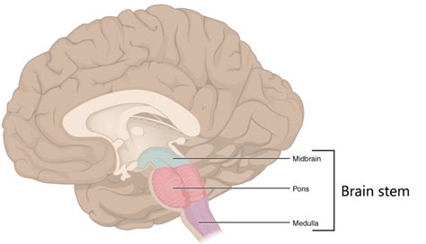 The Brain Stem And The Cerebelleum Human Anatomy And Physiology Lab