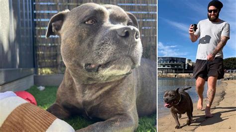 Illawarra man’s desperate plea for help to save dog’s life | Daily