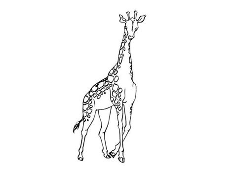 Coloriage Girafe 1 Coloriage Girafes Coloriages Animaux