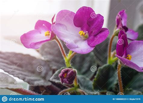 Macro Photography Of Bright Blooming African Violet Saintpaulia Flowers