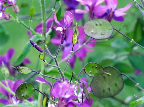 Lunaria Silver Dollar Growing And Caring For A Money Plant