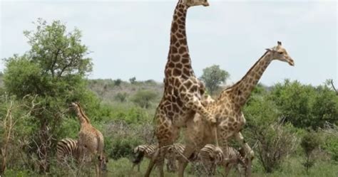Rare Sighting Of Giraffes Mating In Knp