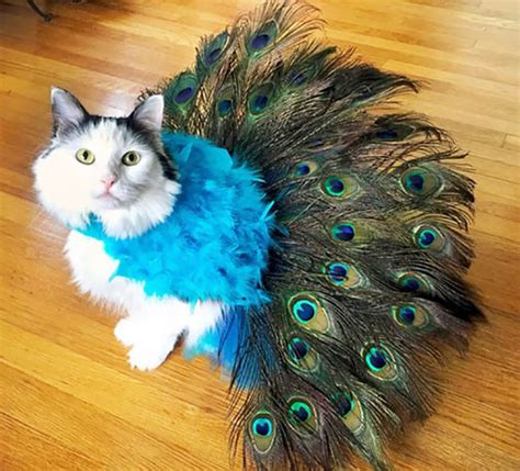 Cool Halloween Costumes For All The Cat Lovers Out There 41 Pics