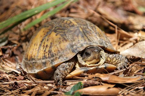 Florida Panhandle Box Turtle Surveys American Turtle Observatory