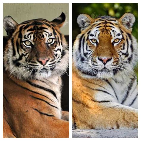 Siberian Tiger Vs Bengal Tiger