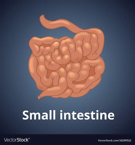 Realistic Human Small Intestine Isolated On Dark Vector Image