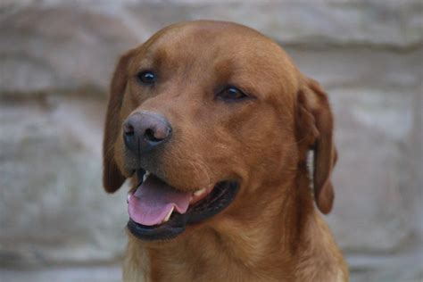 Have one i delivered from nextdoor. Fox Red Labrador Stud Dog | Sheffield, South Yorkshire ...