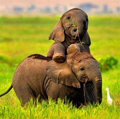 Photos of baby elephants playing. Baby elephants playing | LuvBat