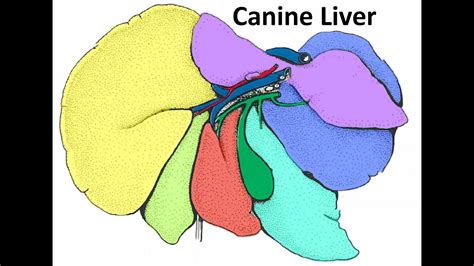 Anatomy Of The Canine Liver Youtube