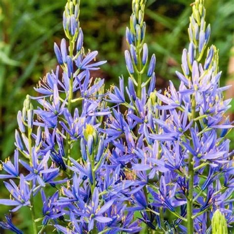 Camassia Quamash Blue Melody Order Online In Eu Directly From Holland