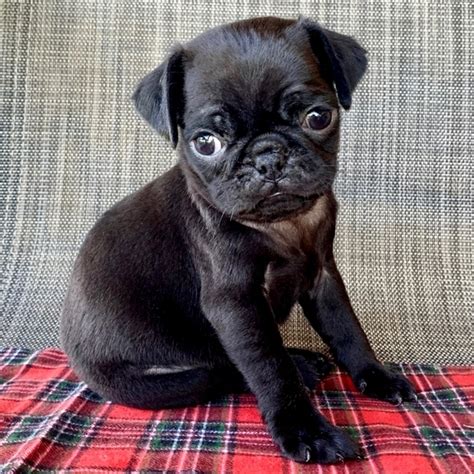 Just as people want to know where their food comes from, so should they know exactly where the french bulldog puppies near you came from as well. Teacup pug puppies for sale | Mini pug 4 sale near me cheap