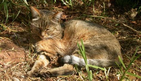 Feral Cat Biodiversity Of The Western Volcanic Plains
