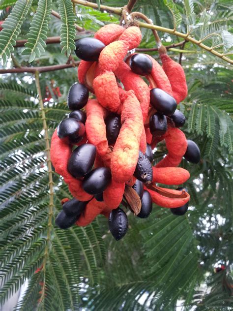 Unusual Fruit Images Exotic And Weird Fruits People Eat In China