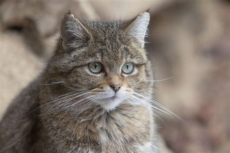 Here is a list of the scientific names of common wild cat species for your reference. cosmoo
