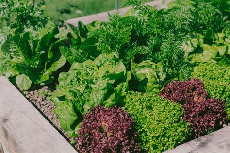 A Beginners Guide To Vegetable Gardening