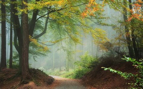 Nature Landscapes Trees Forest Leaves Autumn Fall Seasons Path Trail