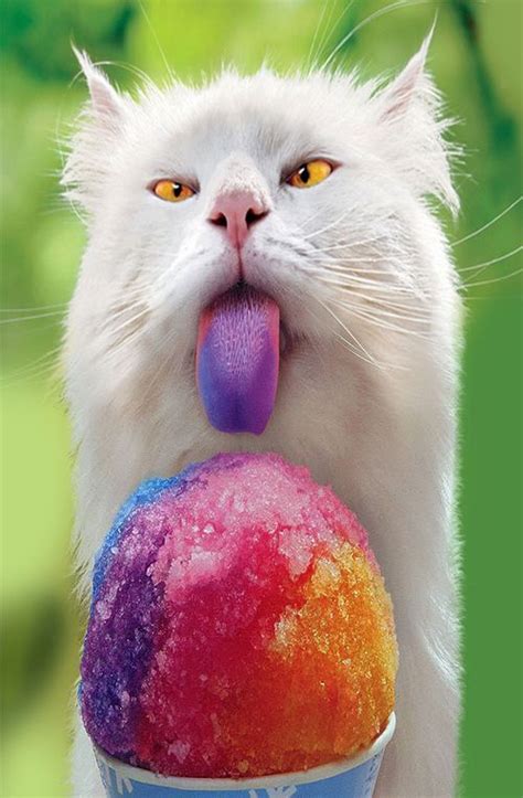 Funny Cat Eating Amazing Pics Cute Animals Funny Animal Pictures Cats