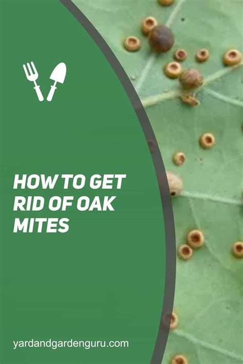 How To Get Rid Of Oak Mites