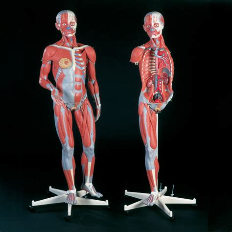 Muscular Anatomy Dual Sex Or Female