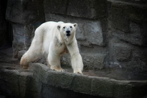 Free Images Animal Cute Wildlife Zoo Fur Mammal Fauna Polar
