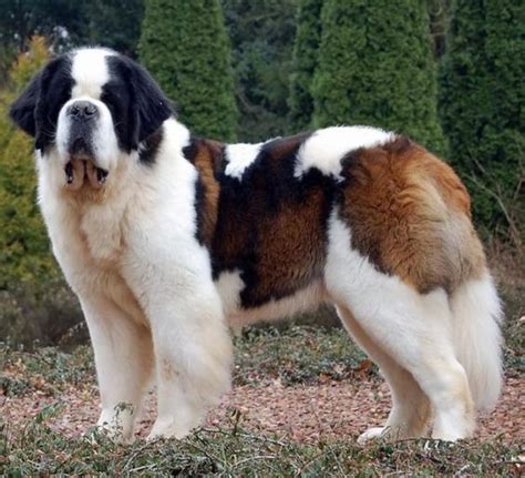 Top 10 Biggest Dog Breeds In The World Inside Dogs World