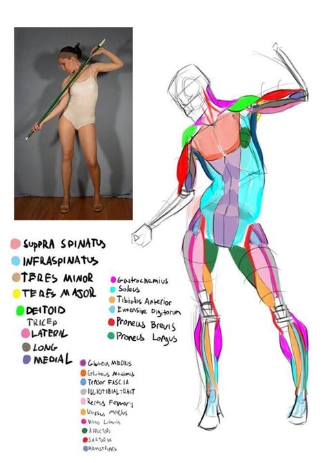 Pin By Nik Fiorentino On Anatomy Body Anatomy Anatomy Reference Anatomy Sketches