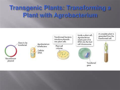 For example, by introducing genes from other species, that alter the formation of a particular factor and. PPT - 15.2 Recombinant DNA Or How to Mess with DNA for Fun and Profit PowerPoint Presentation ...