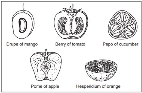 Morphology Of Fruits Solution Parmacy