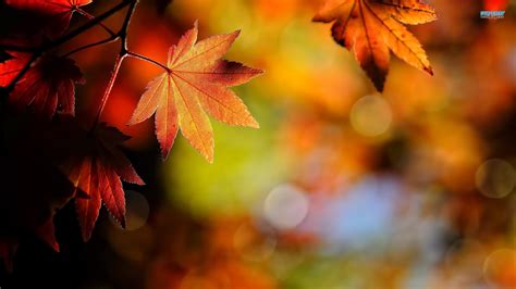 Fall Leaves Wallpaper Hd 62 Images
