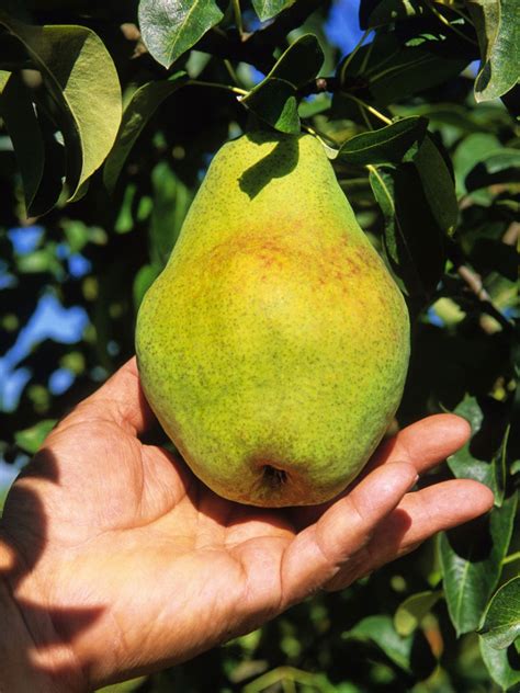 Harvesting A Pear Tree Tips On When And How To Pick Pears Gardening