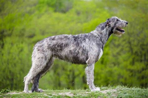 Best Dog Food For Irish Wolfhounds 2024 Pup Junkies