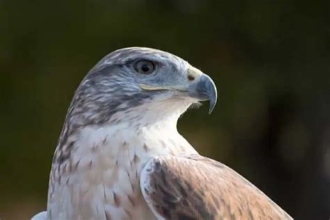 12 Species Of Hawks To Spot In Arizona Pictures Bird Feeder Hub