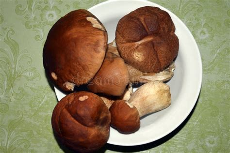 White Mushrooms Edible Freshly Picked Mushrooms Lie On A White Plate