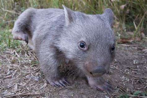 Where To Photograph Wildlife In Australia Nature Ttl