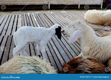 White Sheep Show Affection With Her Lamb Stock Image Image Of Stall