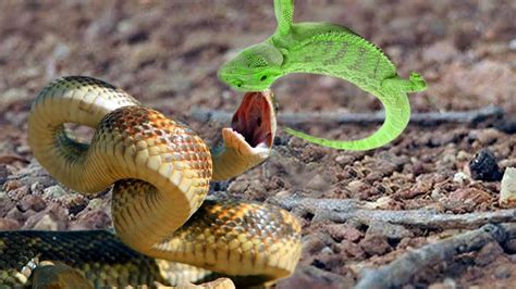 Meadow Snake Catches Tokay Gecko Meadow Snake Hunting Tokay Gecko