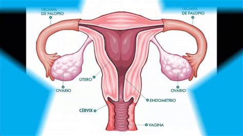 Sistema Urinario Y Reproductor Femenino Youtube Gambaran