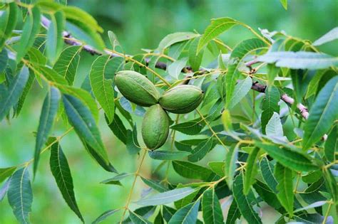 Western Schley Pecan Tree Shade Trees Live Healthy Large