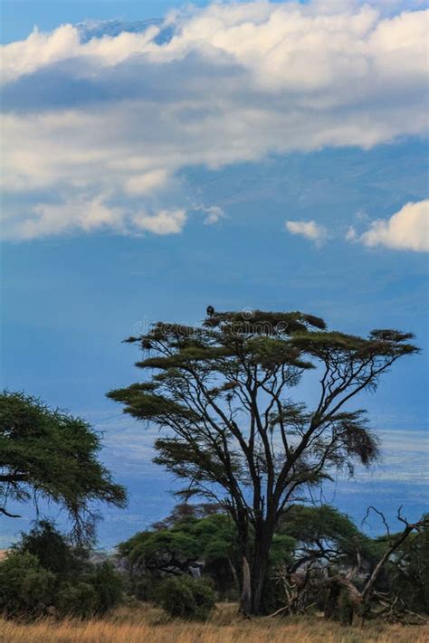 Acacia Tree In The Open Savanna Mara Kenya Stock Photo Image Of