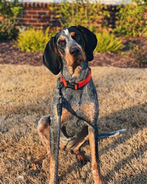 15 Reasons Why Coonhounds Make Great Friends Pettime