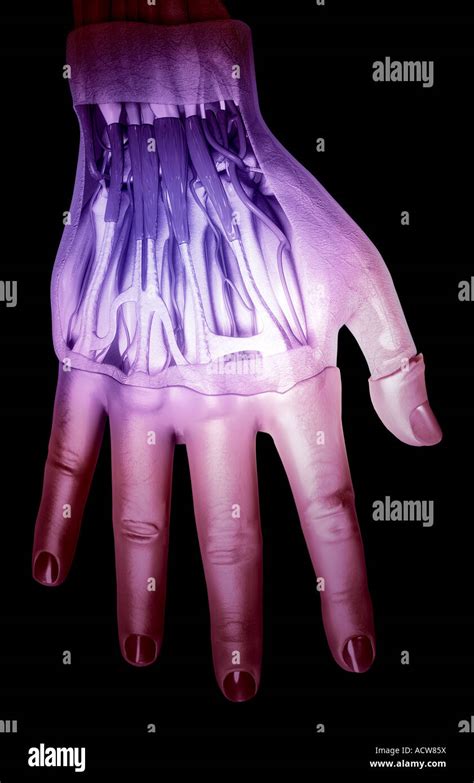 Muskeln Der Hand Stockfotografie Alamy