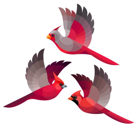 Best Red Cardinal Flying Illustrations Royalty Free Vector Graphics