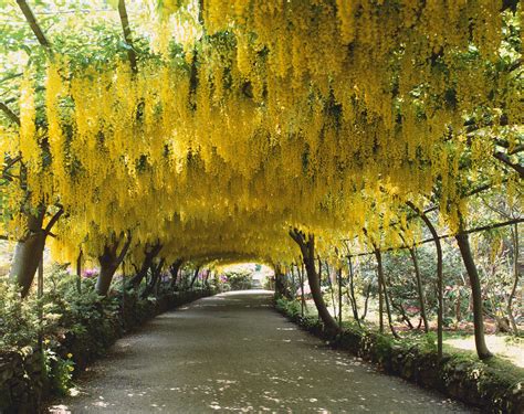 Maybe you would like to learn more about one of these? The Best Flowering Trees for Your Landscape